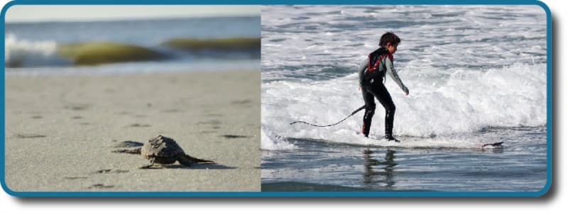 What Is Learning? How Learned Behaviors Differ from Instincts and Reflexes