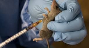 UNIZIK Student becomes First Lassa Fever Patient in Anambra State